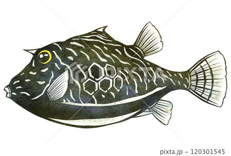 愛嬌の有る観賞魚ハコフグの切り絵イラスト 120301545