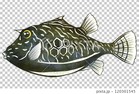 愛嬌の有る観賞魚ハコフグの切り絵イラスト 120301545