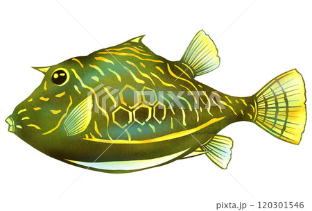 観賞魚ウミスズメのオシャレな切り絵イラスト 120301546
