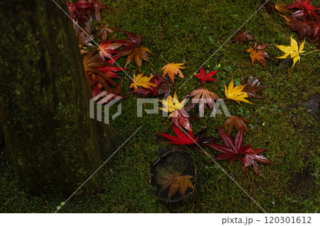 緑色の苔が生えた地面に落ちて雨に濡れた赤色や黄色に紅葉したもみじの落ち葉と木の幹 緑色の苔が生えた地面に落ちて雨に濡れた赤色や黄色に紅葉したもみじの落ち葉と木の幹 120301612