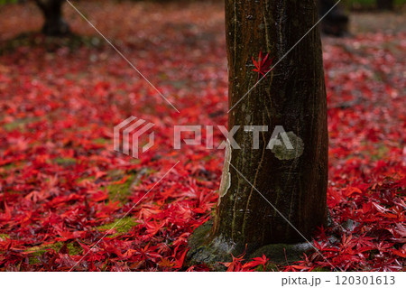 赤く紅葉したもみじの落ち葉の絨毯と木の幹に張り付いた赤いもみじの葉 赤く紅葉したもみじの落ち葉の絨毯と木の幹に張り付いた赤いもみじの葉 120301613