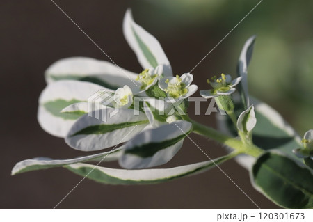 秋の庭に咲くハツユキソウの緑に白い縁取りのある葉と白い小さな花の様子 秋の庭に咲くハツユキソウの緑に白い縁取りのある葉と白い小さな花の様子 120301673