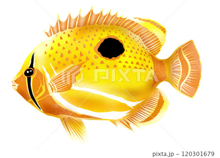 観賞魚の人気者可愛いチョウチョウウオの切り絵イラスト 120301679