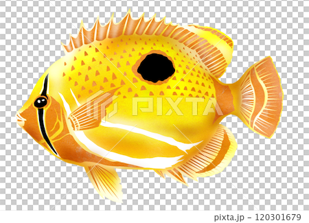 観賞魚の人気者可愛いチョウチョウウオの切り絵イラスト 120301679