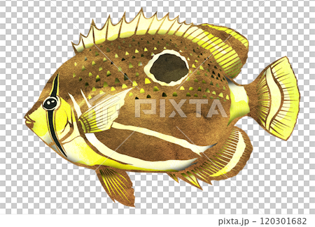 可愛い海水魚ウミヅキチョウチョウウオの切り絵イラスト 120301682