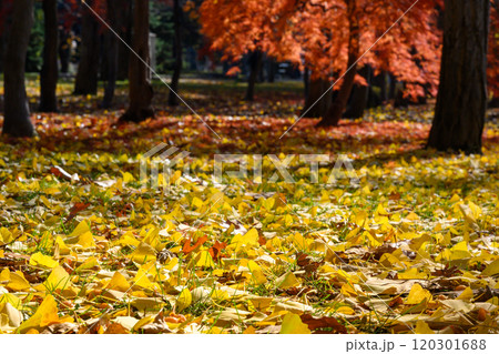 晩秋の中島公園_5621 120301688
