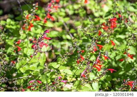 サルビア コクシネア 赤い 秋 花 11月 素材 サルビア コクシネア 赤い 秋 花 11月 素材 120301846