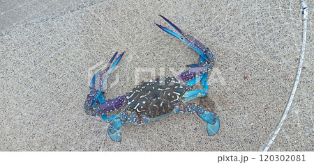 網の中のタイワンガザミのオス 120302081