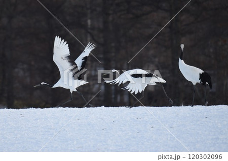 丹頂鶴　鶴居・伊藤 タンチョウサンクチュアリを舞う 120302096