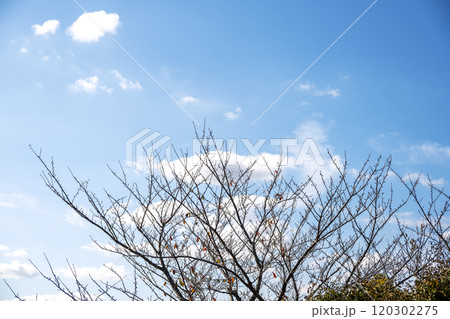 秋の木々 枯れ木 晴れ 山 森 公園 秋イメージ 秋の木々 枯れ木 晴れ 山 森 公園 秋イメージ 120302275