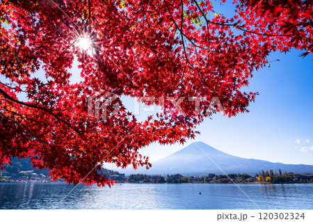 【山梨県】河口湖畔のモミジ紅葉と富士山 【山梨県】河口湖畔のモミジ紅葉と富士山 120302324