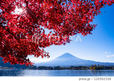 【山梨県】河口湖畔のモミジ紅葉と富士山 【山梨県】河口湖畔のモミジ紅葉と富士山 120302326