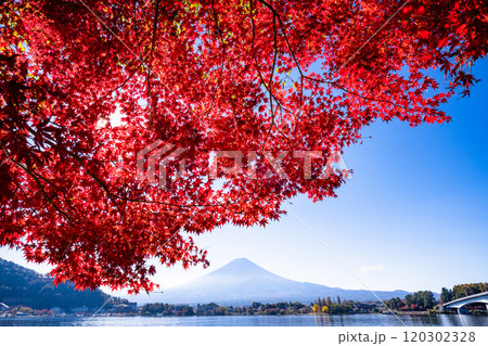 【山梨県】河口湖畔のモミジ紅葉と富士山 【山梨県】河口湖畔のモミジ紅葉と富士山 120302328