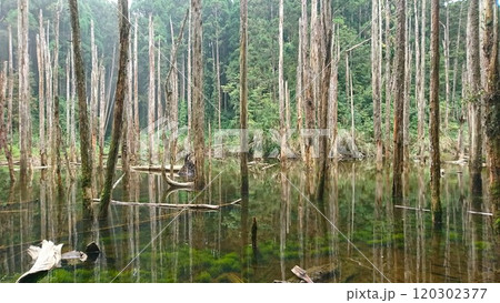 A tranquil wetland scene featuring tall, lifeless trees rising from calm, reflective water surrounded by lush green foliage, formed after a landslide in the 921 earthquake blocking the river 120302377