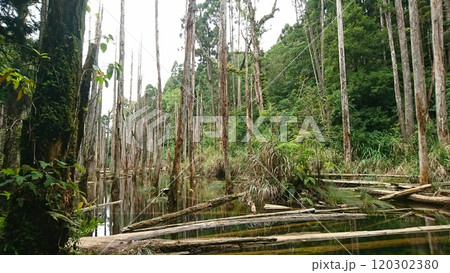 A tranquil wetland scene featuring tall, lifeless trees rising from calm, reflective water surrounded by lush green foliage, formed after a landslide in the 921 earthquake blocking the river 120302380