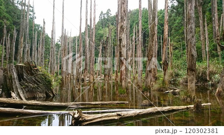 A tranquil wetland scene featuring tall, lifeless trees rising from calm, reflective water surrounded by lush green foliage, formed after a landslide in the 921 earthquake blocking the river 120302381
