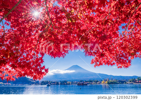 【山梨県】河口湖畔のモミジ紅葉と富士山 【山梨県】河口湖畔のモミジ紅葉と富士山 120302399