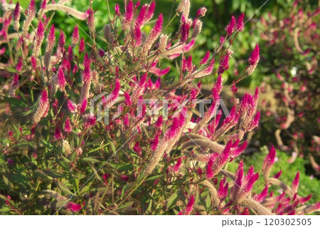 ノゲイトウ 120302505