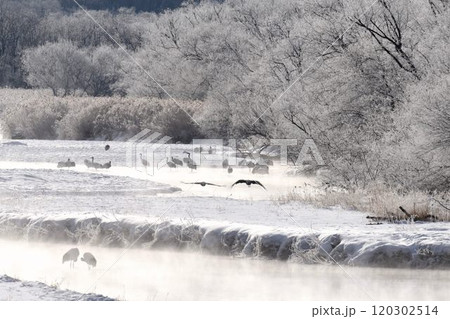 厳冬の気嵐　雪裡川　音羽橋から望む 120302514