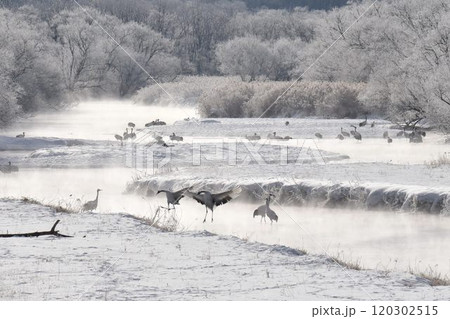 厳冬の気嵐　雪裡川　音羽橋から望む 120302515