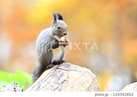 エゾリス 120302602