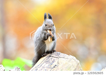 エゾリス 120302605