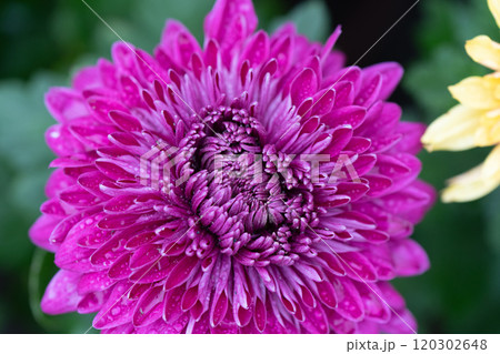 自然 天然 ナチュラル 120302648