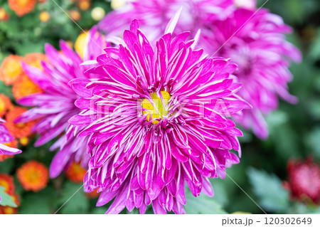 自然 天然 ナチュラル 120302649