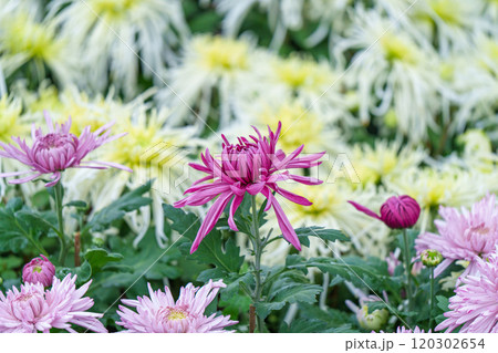 自然 天然 ナチュラル 120302654