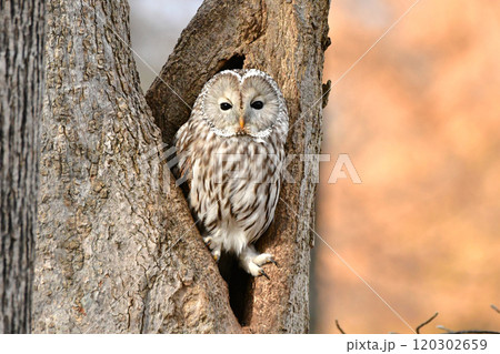 エゾフクロウ エゾフクロウ 120302659