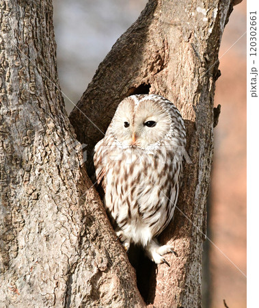 エゾフクロウ 120302661