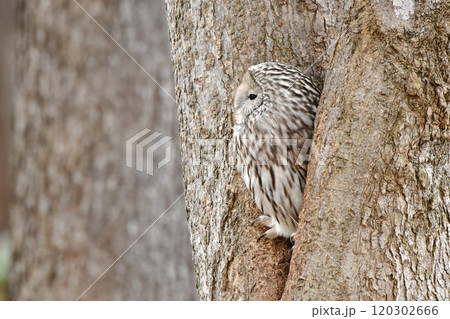 エゾフクロウ 120302666