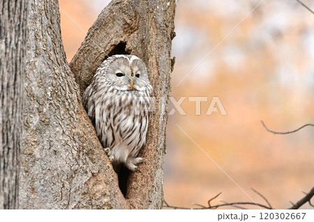 エゾフクロウ 120302667