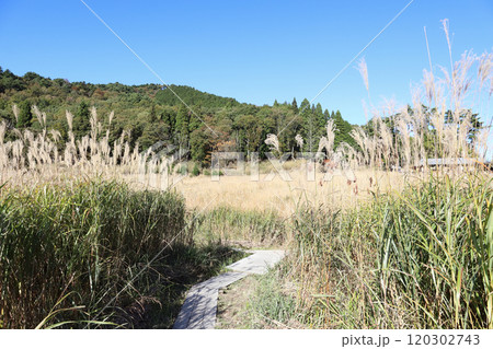 砥峰高原の秋(兵庫県 神崎郡 神河町) 砥峰高原の秋(兵庫県 神崎郡 神河町) 120302743