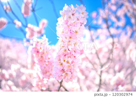 関東・春めき桜・春を呼ぶような甘い香りを漂わせる足柄の早咲き桜・神奈川県南足柄市(1) 関東・春めき桜・春を呼ぶような甘い香りを漂わせる足柄の早咲き桜・神奈川県南足柄市(1) 120302974