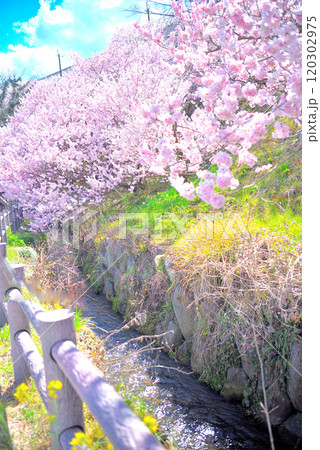関東・春めき桜・低い位置に咲く桜と一緒に撮影できるのが人気の足柄の早咲き桜・神奈川県南足柄市(3) 関東・春めき桜・低い位置に咲く桜と一緒に撮影できるのが人気の足柄の早咲き桜・神奈川県南足柄市(3) 120302975