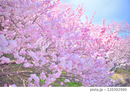 関東・春めき桜・桜に埋もれるような自撮りができると人気の、足柄の早咲き桜・神奈川県南足柄市(2) 関東・春めき桜・桜に埋もれるような自撮りができると人気の、足柄の早咲き桜・神奈川県南足柄市(2) 120302980