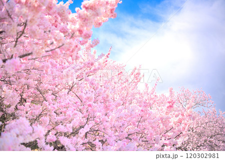 関東・春めき桜・桜に埋もれるような自撮りができると人気の、足柄の早咲き桜・神奈川県南足柄市(3) 120302981