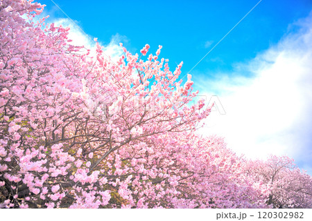 関東・春めき桜・日本らしい春の景色を一足先に楽しめる、足柄の早咲き桜・神奈川県南足柄市(1) 関東・春めき桜・日本らしい春の景色を一足先に楽しめる、足柄の早咲き桜・神奈川県南足柄市(1) 120302982