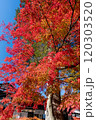 真っ赤な紅葉 120303520
