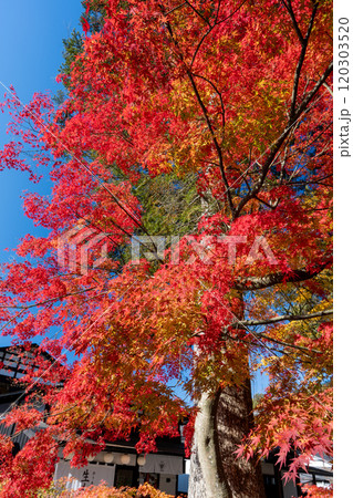 真っ赤な紅葉 120303520