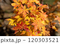 黄色に紅葉したカエデ 120303521