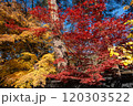 鮮やかな紅葉 120303522