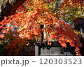 紅葉したモミジ 120303523