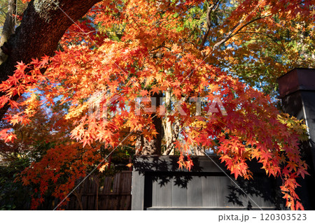 紅葉したモミジ 紅葉したモミジ 120303523