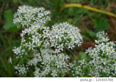 【9月】ニラの花 撮影場所:家庭菜園(神奈川県大和市) 【9月】ニラの花 撮影場所:家庭菜園(神奈川県大和市) 120303760