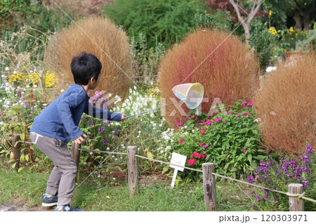 アゲハチョウを採る子供 120303971