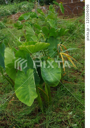 【9月】里芋とショウガの混植 撮影場所:家庭菜園(神奈川県大和市) 【9月】里芋とショウガの混植 撮影場所:家庭菜園(神奈川県大和市) 120304096