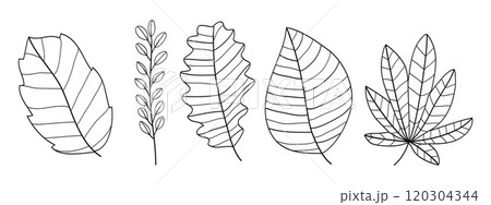 Set of leaves botanical hand- drawn collection.Vector illustration Set of leaves botanical hand- drawn collection.Vector illustration 120304344