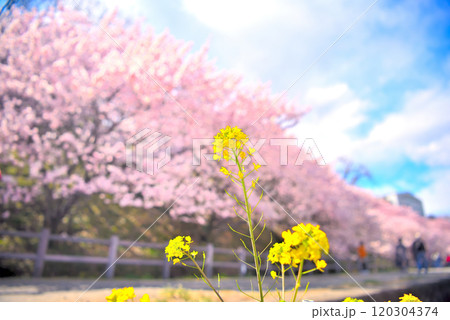 関東・春めき桜・まだ菜の花が残る遊歩道に春爛漫の風を吹き込む早咲き桜・神奈川県南足柄市(1) 関東・春めき桜・まだ菜の花が残る遊歩道に春爛漫の風を吹き込む早咲き桜・神奈川県南足柄市(1) 120304374